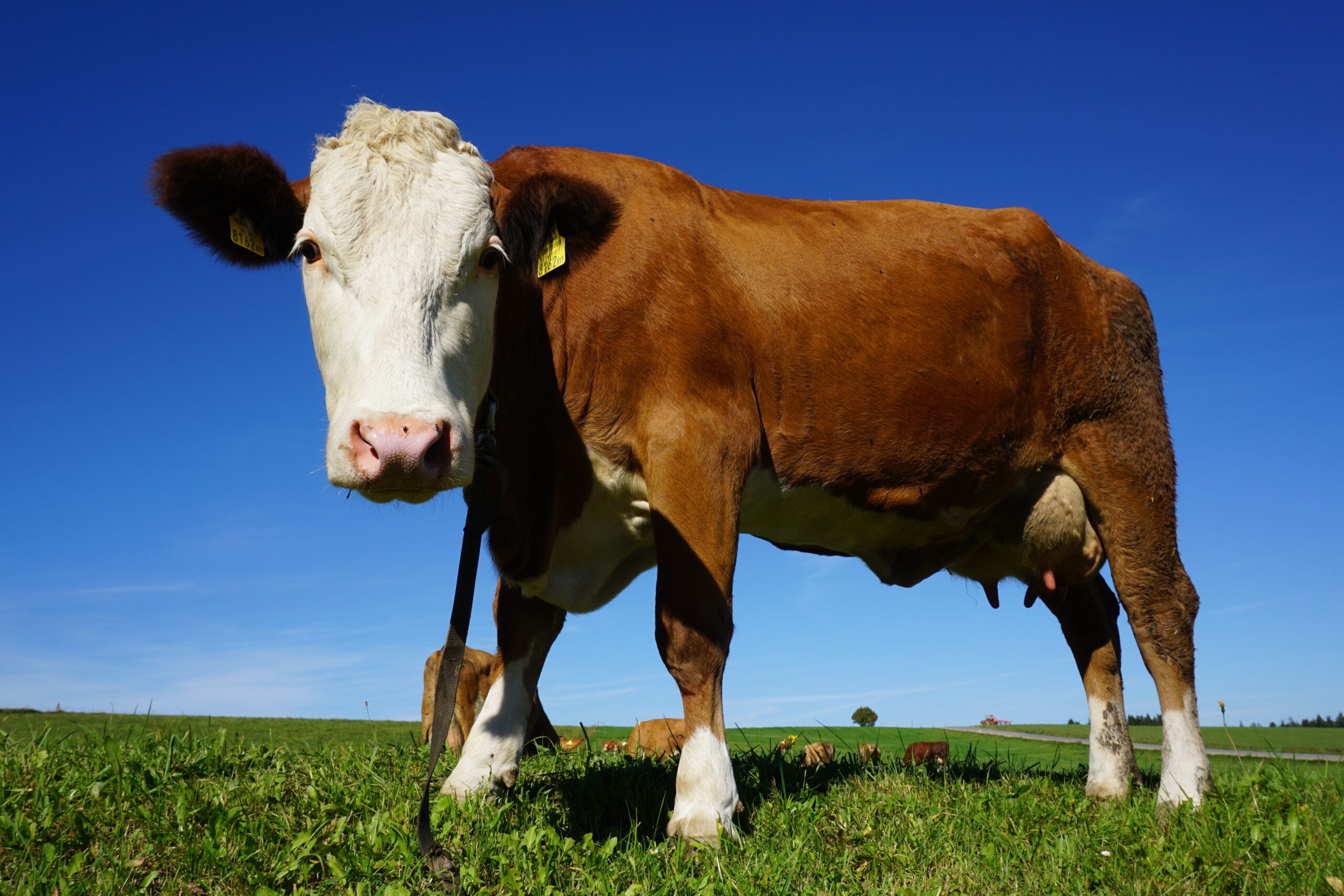 Klasyfikacja poubojowa bydła — Na czym polega i jakie ma znaczenie dla hodowców byków?